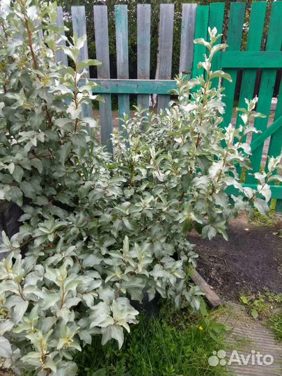 Лох серебристый