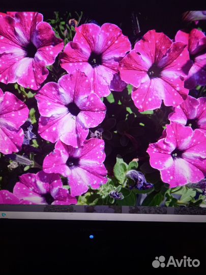 Вегетативная петуния