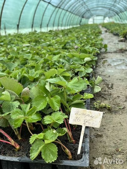 Рассада клубники