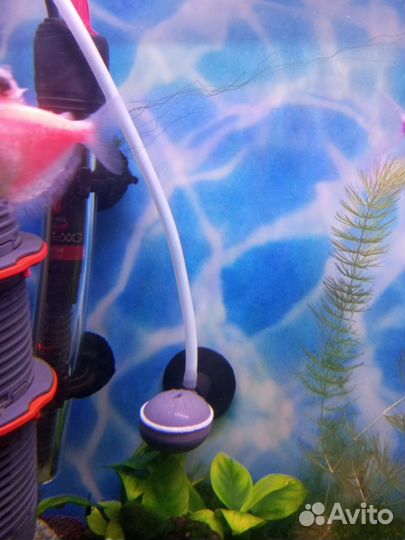 Система генератора CO2 для аквариума