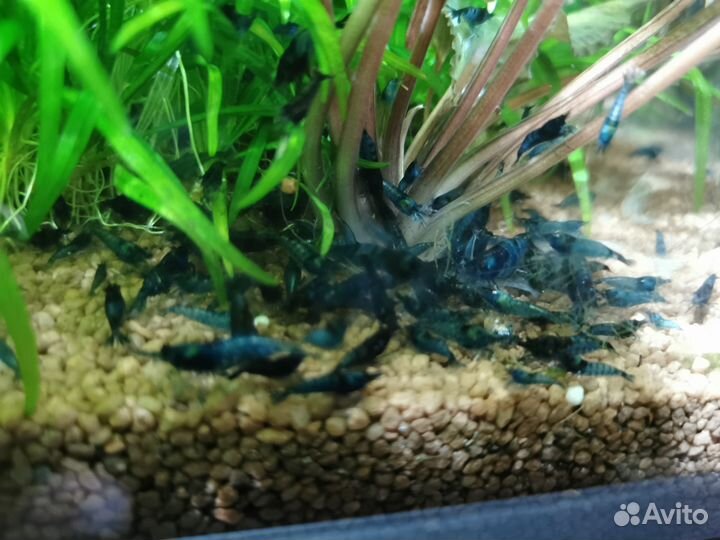 Аквариумные креветки синие