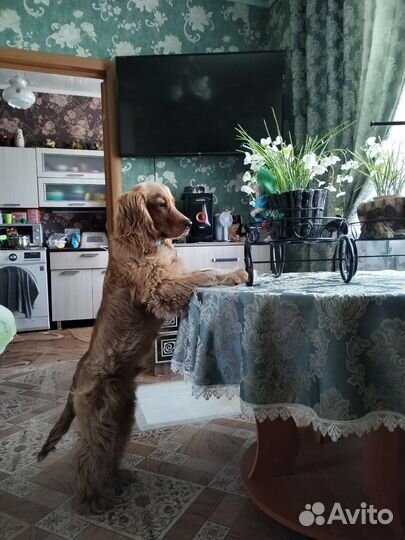 Кокер спаниель