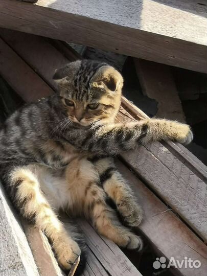 Кошка в дар бесплатно
