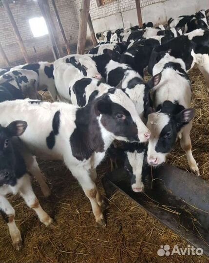 Телята бычки