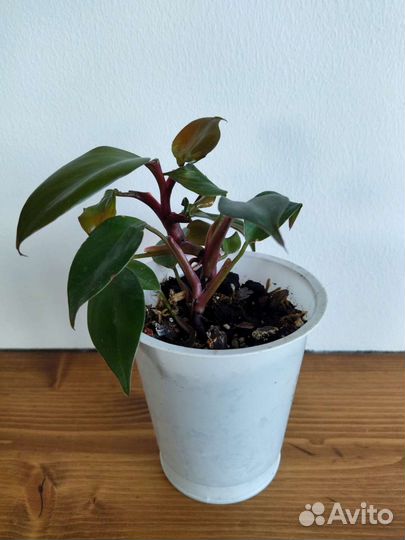 Филодендрон бургунди
