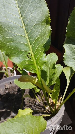 Корень хрена