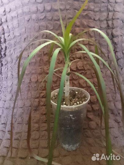 Комнатные цветы в ассортименте