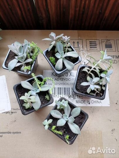 Суккуленты