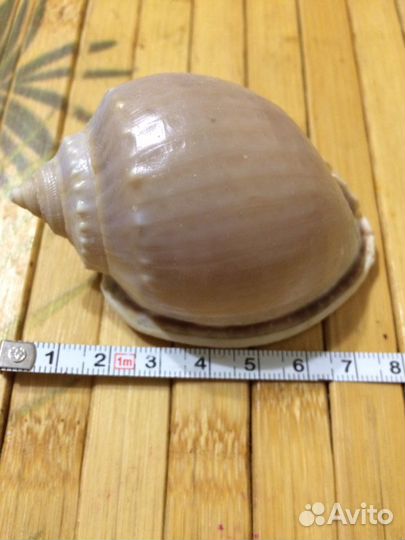 Раковины Индийский океан