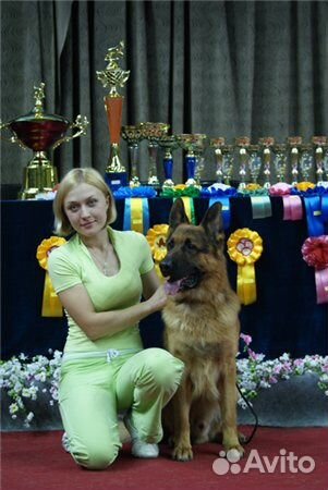 Немецкой овчарки щенки большой выбор