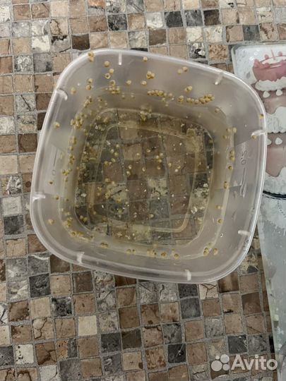 Улитки ампулярии