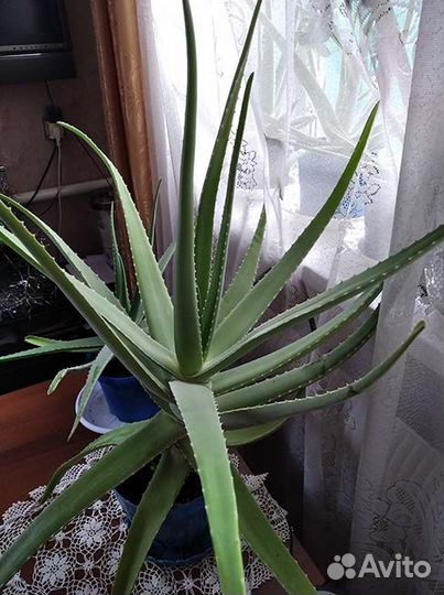 Алоэ вера - возраст более 3 лет