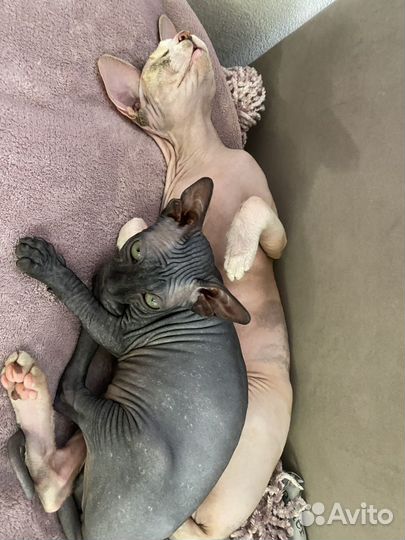 Передержка кошек