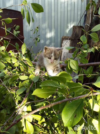 Котенок в добрые руки, мальчик, 2 месяца