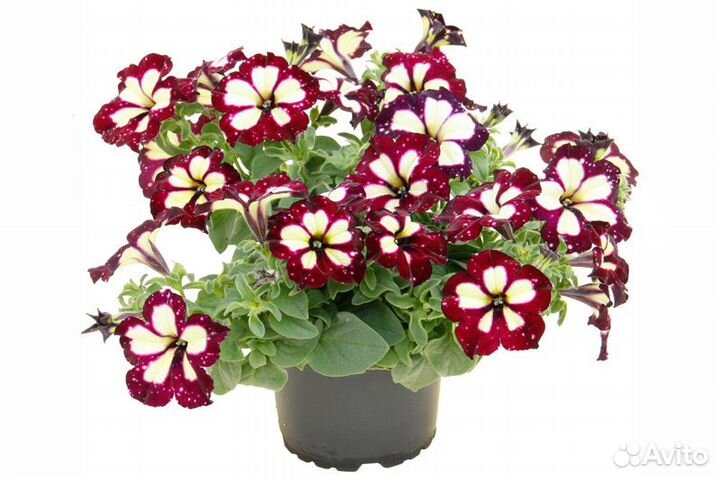 Рассада Петуния вегетативная (зсв)