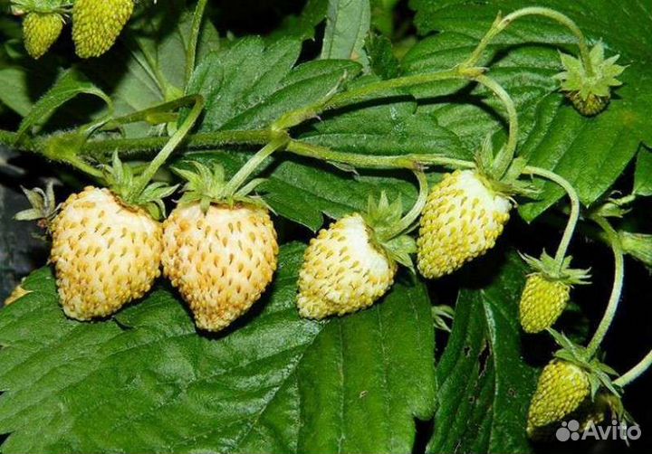 Земляника ремонтантная