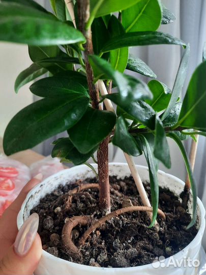 Фикус микрокарпа гинсенг