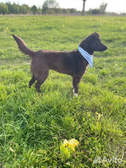 Собачка в добрые руки