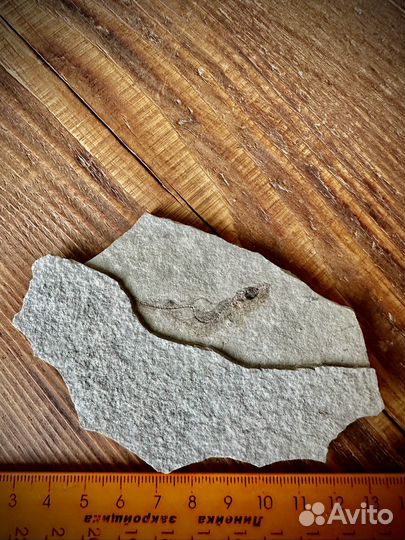 Окаменелость рыба