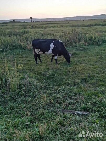 Корова дойная