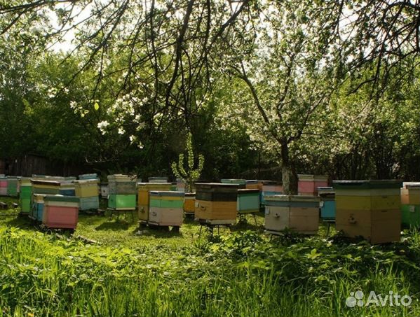 Мед 2024 года натуральный оптом