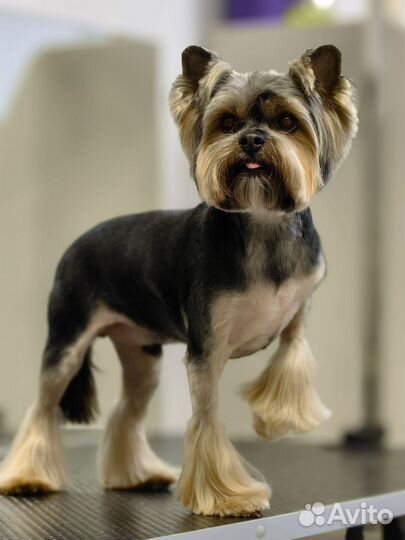 Груминг/Стрижка собак и кошек