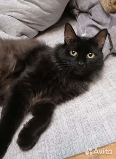 Очень добрый кот