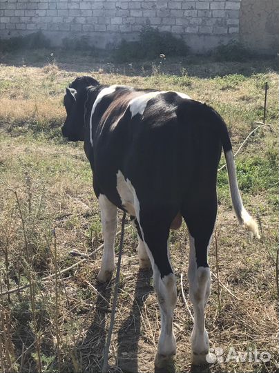 Бычок бычки телята теленок