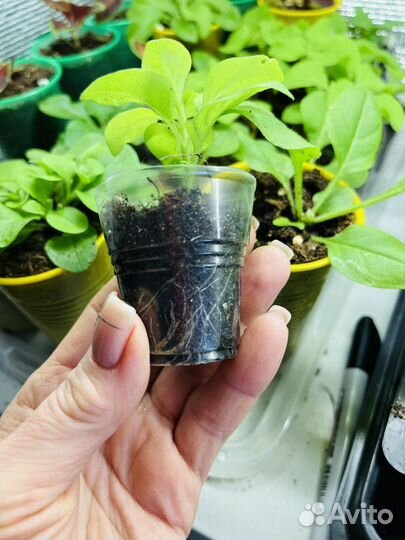 Укорененные черенки вегетативной петунии