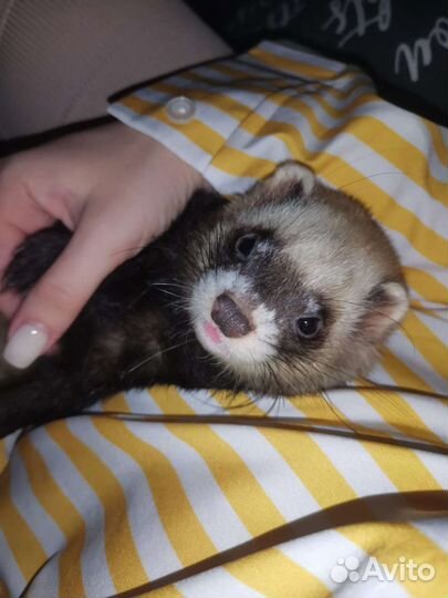 Хорек мальчик