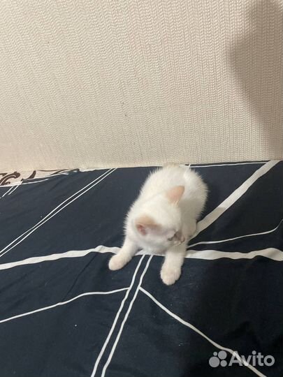 Отдам котенка в добрые руки