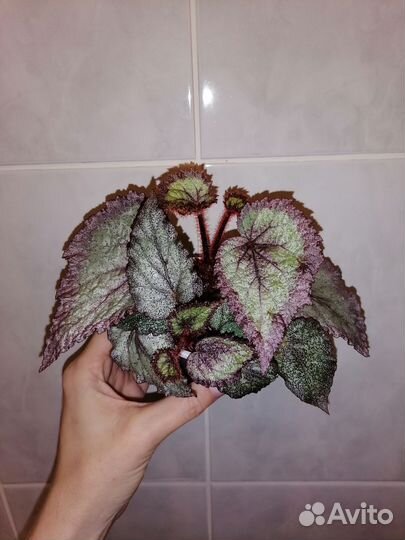 Бегонии природные