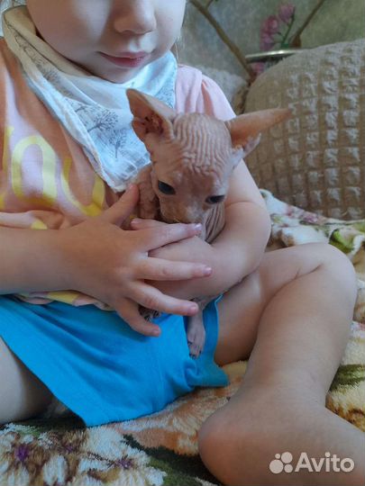 Котята