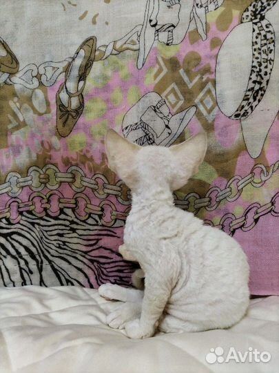 Мальчик девончик