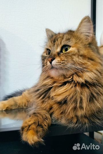 Кошка в добрые руки