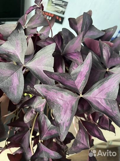 Кислица оксалис комнатное растение