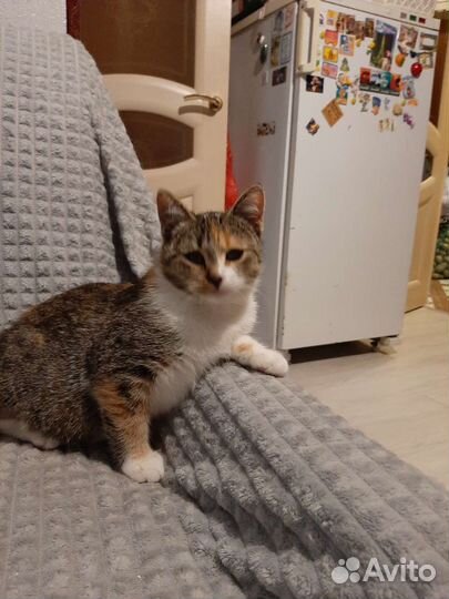 Котёнок девочка Машка в добрые руки