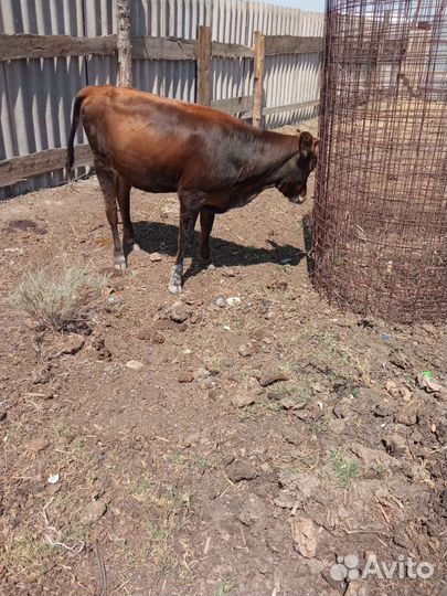 Продаю телак