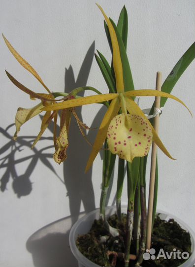 Каттлея Bc Yellow Bird