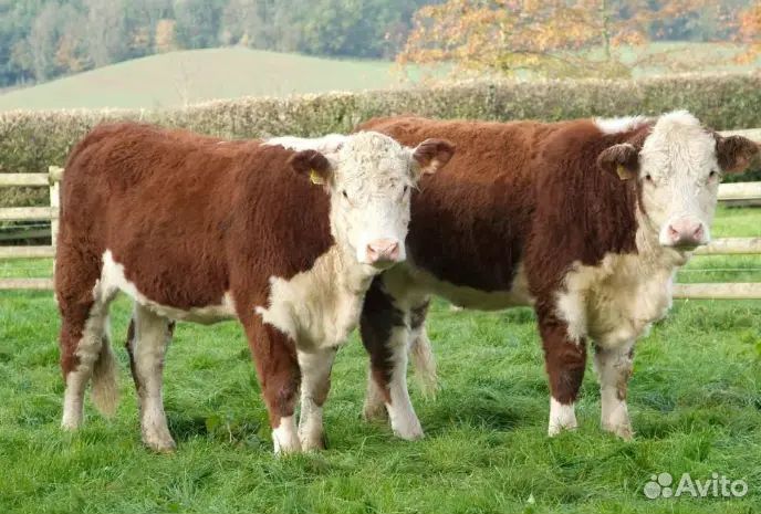 Нетели породы Герефорд