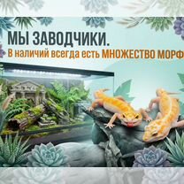 Эублефар с готовым комплектом для содержания, Москва