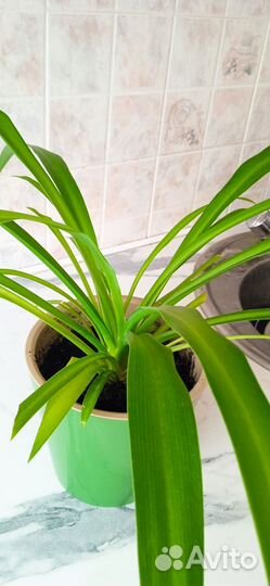 Хлорофитум молодой (2 года) в горшке
