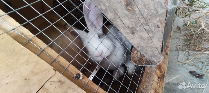 Кролики и клетки