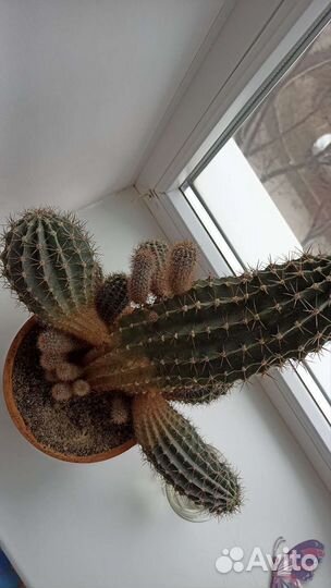 Шикарный Кактус