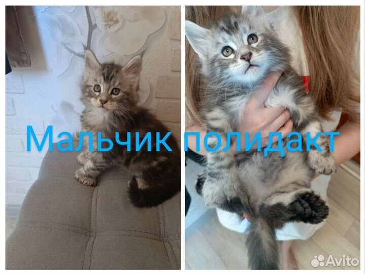 Котята мейн-кун