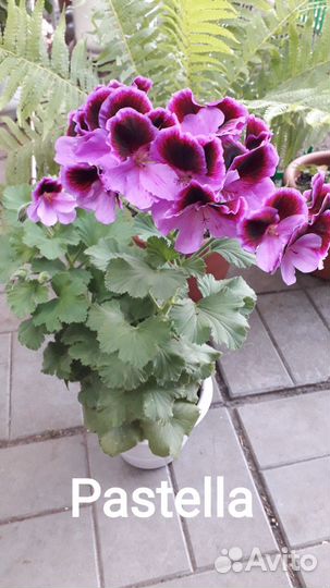 Герань пеларгония королевская