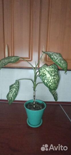 Диффенбахия