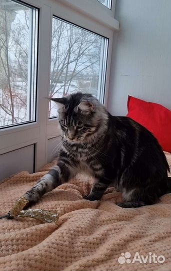 Котята мейн-куны серебро