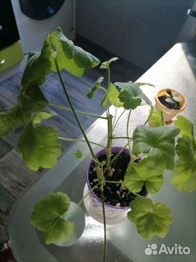 Пеларгония герань и толстянка