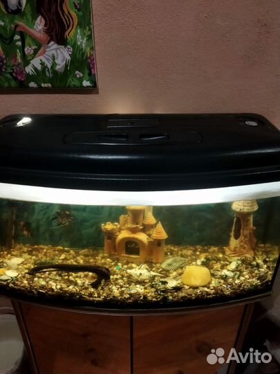 Аквариум с тумбой панорамный 100 л